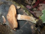 Armillaria solidipes image