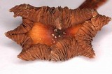 Psilocybe caerulescens var. nigripes image