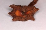 Psilocybe caerulescens var. nigripes image
