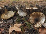 Tricholoma pardinum image