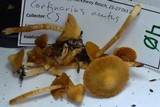 Cortinarius acutus image