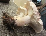 Leucopaxillus albissimus image