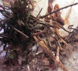 Leucopaxillus albissimus image