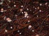 Atheniella adonis image