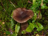 Lactarius pseudomucidus image