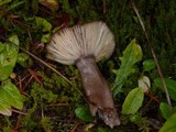 Lactarius pseudomucidus image