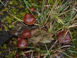 Psilocybe montana image