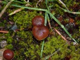 Psilocybe montana image