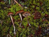 Psilocybe montana image
