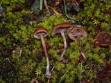 Psilocybe montana image