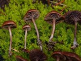 Psilocybe montana image