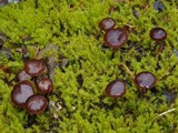 Psilocybe montana image