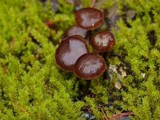Psilocybe montana image