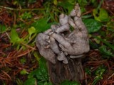 Helvella maculata image