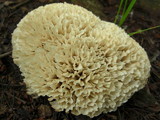 Hydnopolyporus fimbriatus image