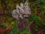 Helvella maculata image