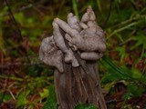 Helvella maculata image