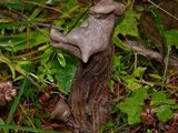 Helvella maculata image