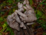 Helvella maculata image