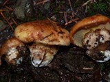 Suillus caerulescens image