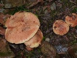 Suillus caerulescens image