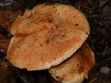 Suillus caerulescens image