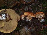 Suillus caerulescens image