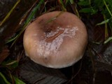Gomphidius subroseus image