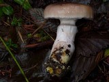 Gomphidius subroseus image