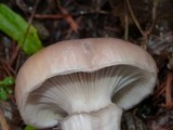 Gomphidius subroseus image