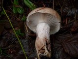 Gomphidius subroseus image