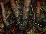 Inocybe hirsuta var. maxima image