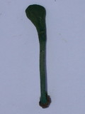 Microglossum viride image