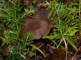 Inocybe hirsuta var. maxima image