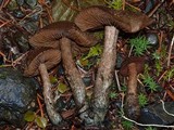 Inocybe hirsuta var. maxima image