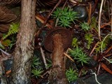 Inocybe hirsuta var. maxima image
