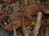 Inocybe hirsuta var. maxima image
