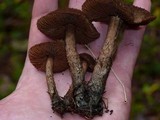 Inocybe hirsuta var. maxima image