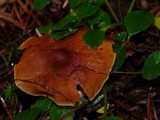 Cystoderma fallax image