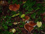 Cystoderma fallax image