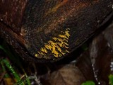 Calocera cornea image
