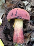 Boletochaete bicolor image