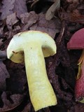 Boletochaete bicolor image