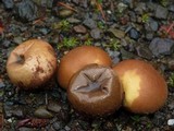 Lycoperdon molle image