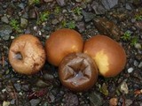 Lycoperdon molle image