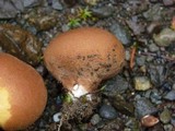 Lycoperdon molle image