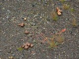 Lycoperdon molle image