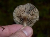 Neohygrocybe ingrata image