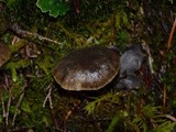 Neohygrocybe ingrata image