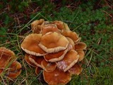 Kuehneromyces mutabilis image